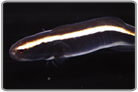 Engineer Goby - Juvenile